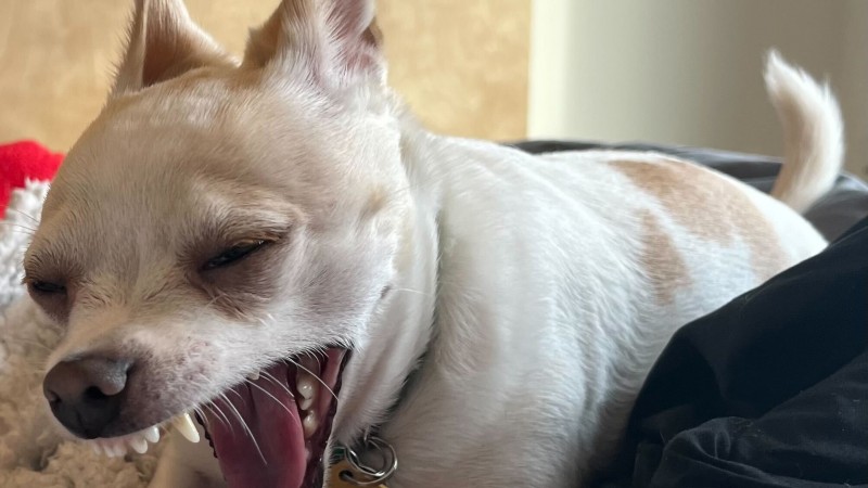 Weekend Warrior: Pet Edition – Sag Hallo zu unserer pelzigen Familie