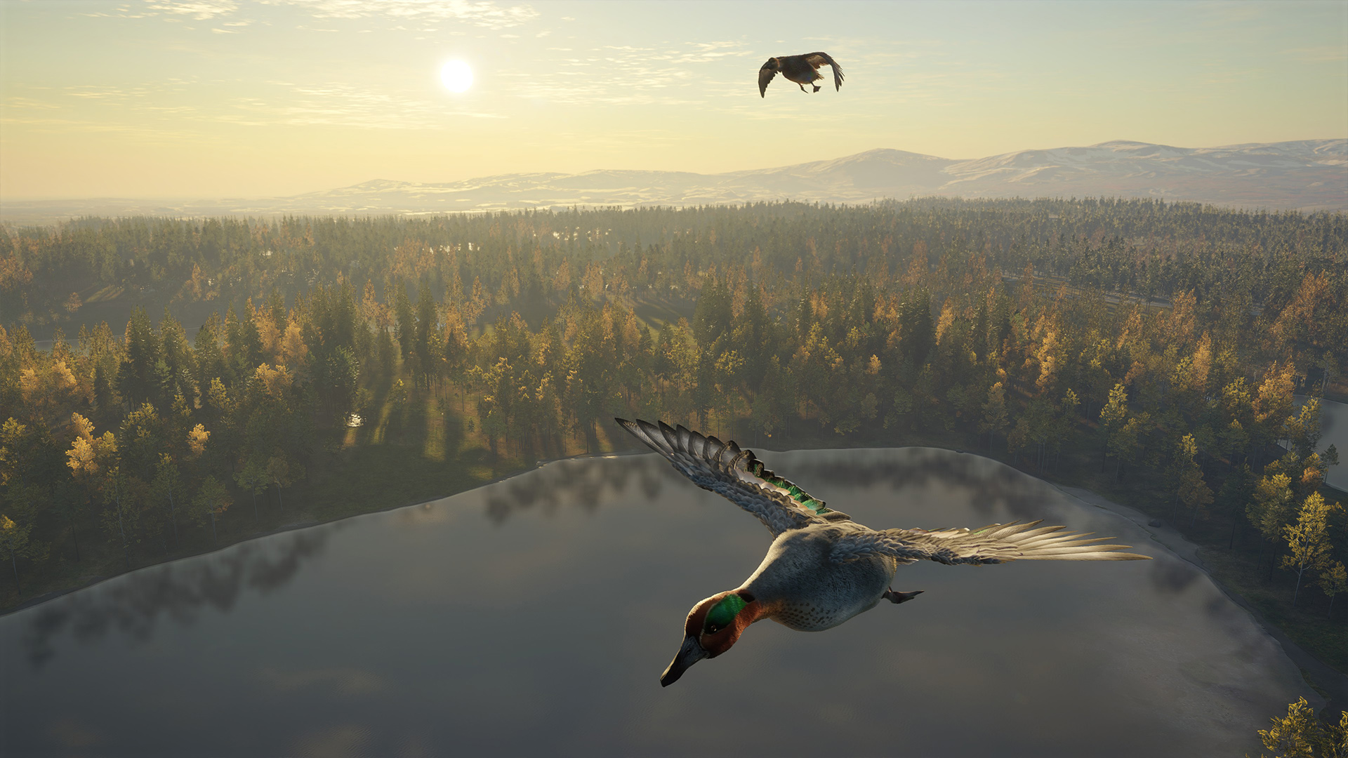 Vogel im Flug