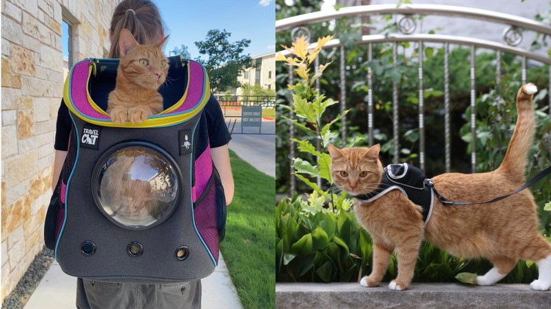 Mit diesem Zubehör der Marke Stray können Sie Ihre Katze mit futuristischem Flair transportieren
