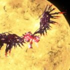 Shadow the Hedgehog kehrt in Sonic Generations zurück: Entdecken Sie seine neuen Kräfte Creo Gaming